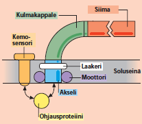 Bakteerimoottori